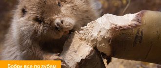 Photo of a beaver gnawing on a tree