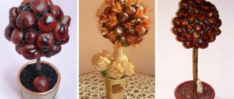 How to make topiary from chestnuts