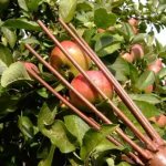 apple picking device