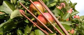 приспособление для сбора яблок