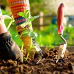 Vegetable garden care