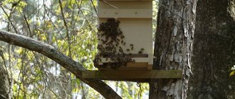 Выбор места и времени установки ловушки для пчел